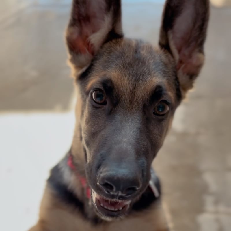 An image of Mocha. Mocha is a Shepherd, German.