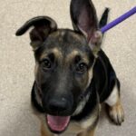 An image of Mocha. Mocha is a Shepherd, German.