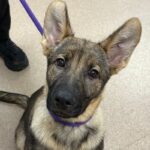 An image of Brandie. Brandie is a Shepherd, German.