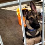 An image of Brandie. Brandie is a Shepherd, German.