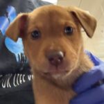 An image of Shakira. Shakira is a Mixed Breed (Medium).