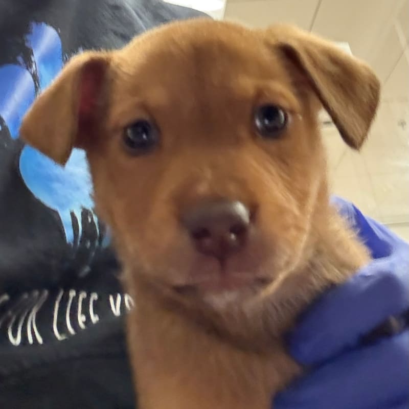 An image of Shakira. Shakira is a Mixed Breed (Medium).