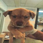 An image of Shakira. Shakira is a Mixed Breed (Medium).