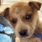 An image of Enrique. Enrique is a Mixed Breed (Medium).