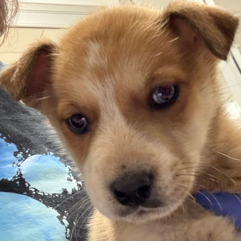 An image of Enrique. Enrique is a Mixed Breed (Medium).