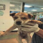 An image of Enrique. Enrique is a Mixed Breed (Medium).