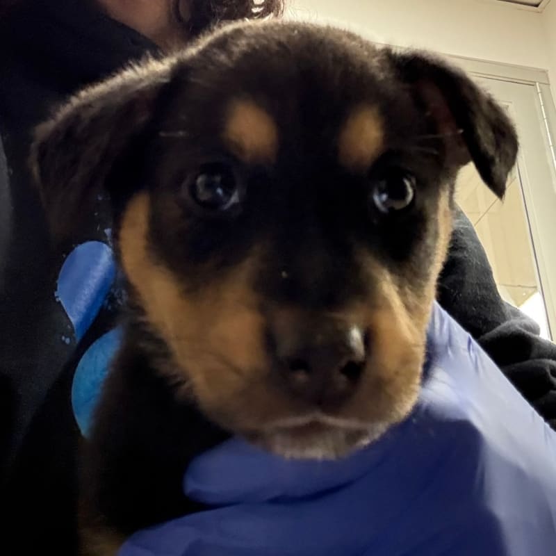 An image of Selena. Selena is a Mixed Breed (Medium).