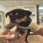 An image of Selena. Selena is a Mixed Breed (Medium).