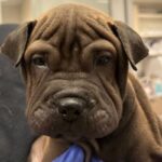 An image of Suki. Suki is a Chinese Shar-Pei.
