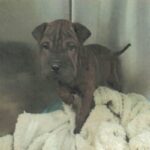 An image of Suki. Suki is a Chinese Shar-Pei.