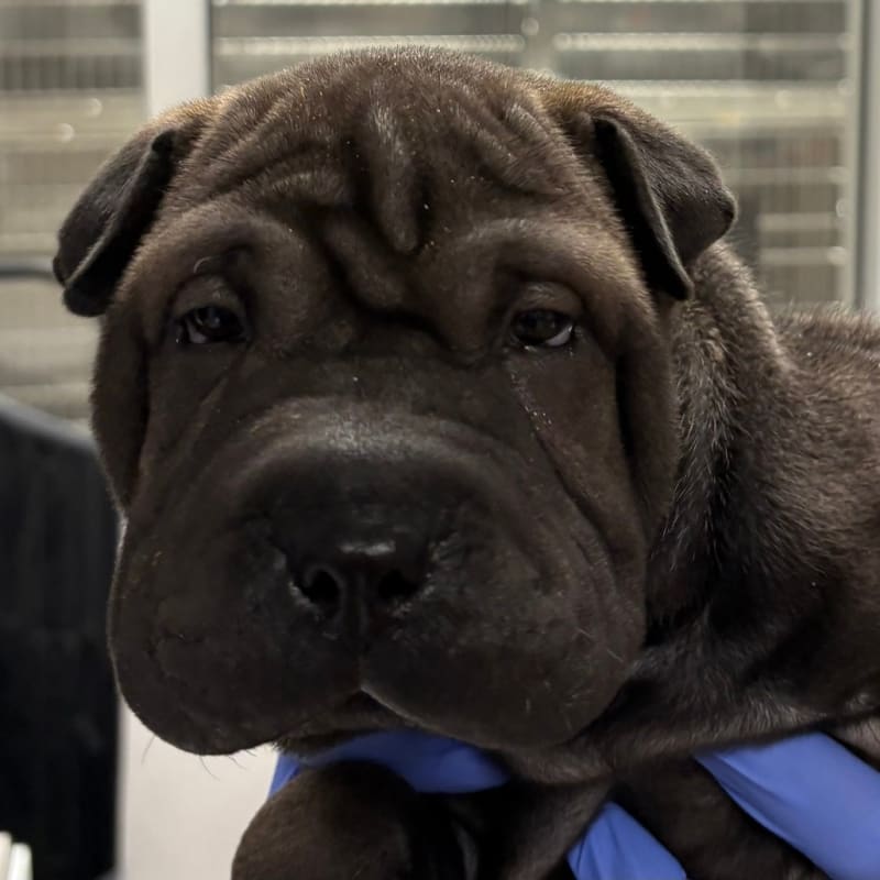 An image of Bo. Bo is a Chinese Shar-Pei.
