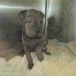 An image of Bo. Bo is a Chinese Shar-Pei.