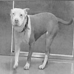 An image of Boostack. Boostack is a Terrier, Pit Bull.