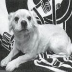 An image of Peggy. Peggy is a Bulldog, French.