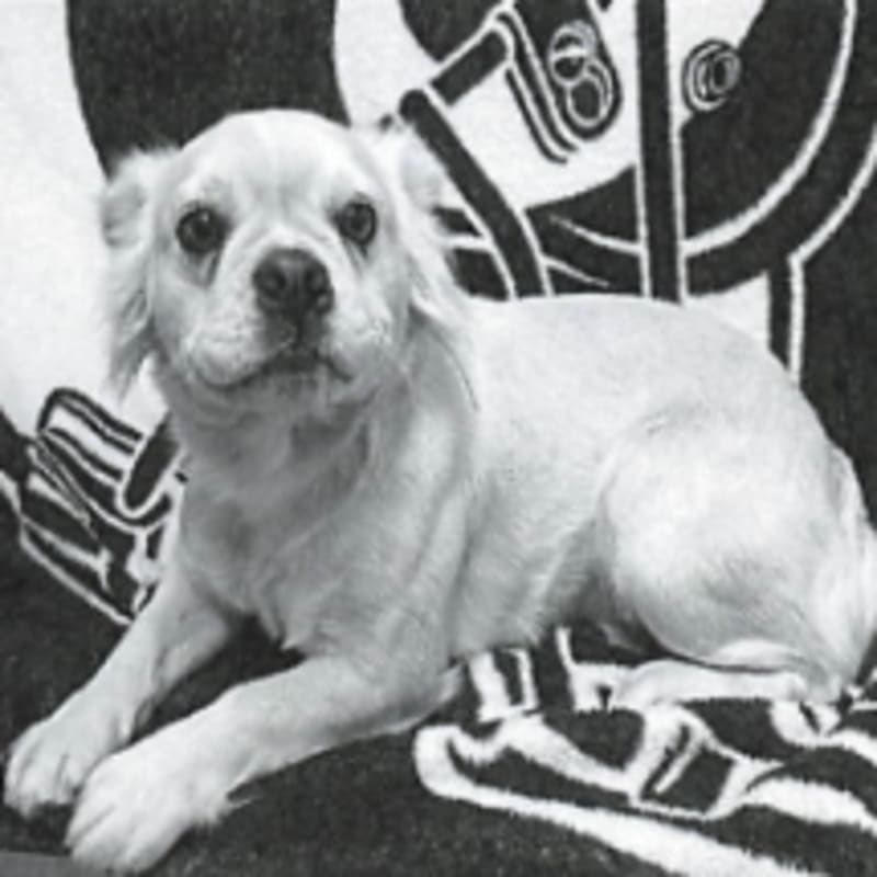 An image of Peggy. Peggy is a Bulldog, French.