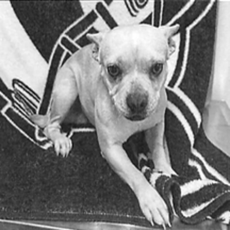 An image of Pixie. Pixie is a Bulldog, French.