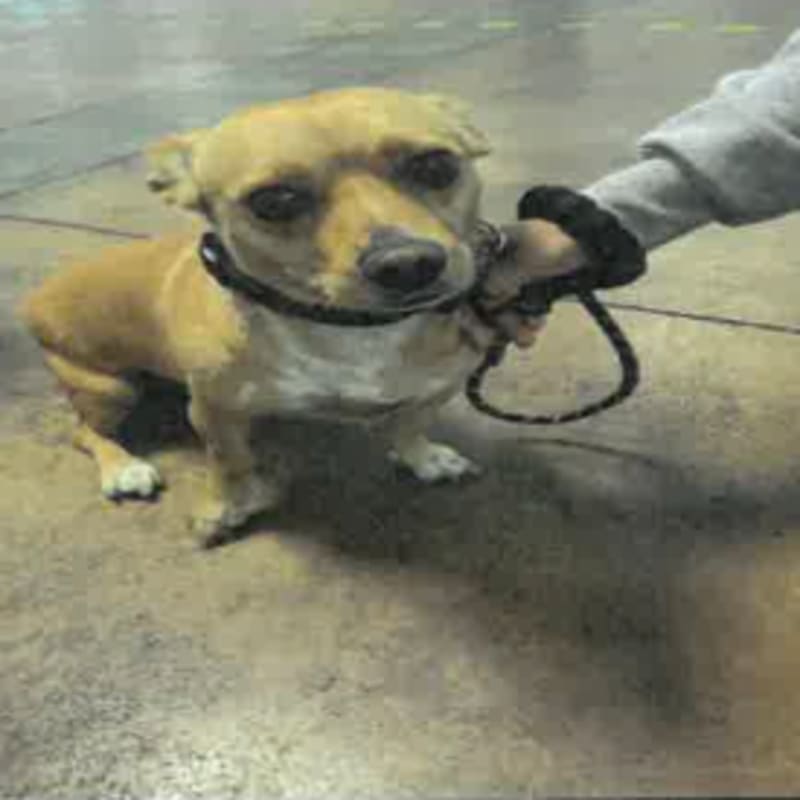 An image of Biscuit. Biscuit is a Dachshund.