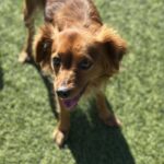 An image of Ziggy. Ziggy is a Papillon.