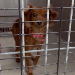 An image of Ziggy. Ziggy is a Papillon.