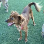 An image of Ziggy. Ziggy is a Papillon.