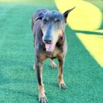 An image of Lilibeth. Lilibeth is a Pinscher, Doberman.