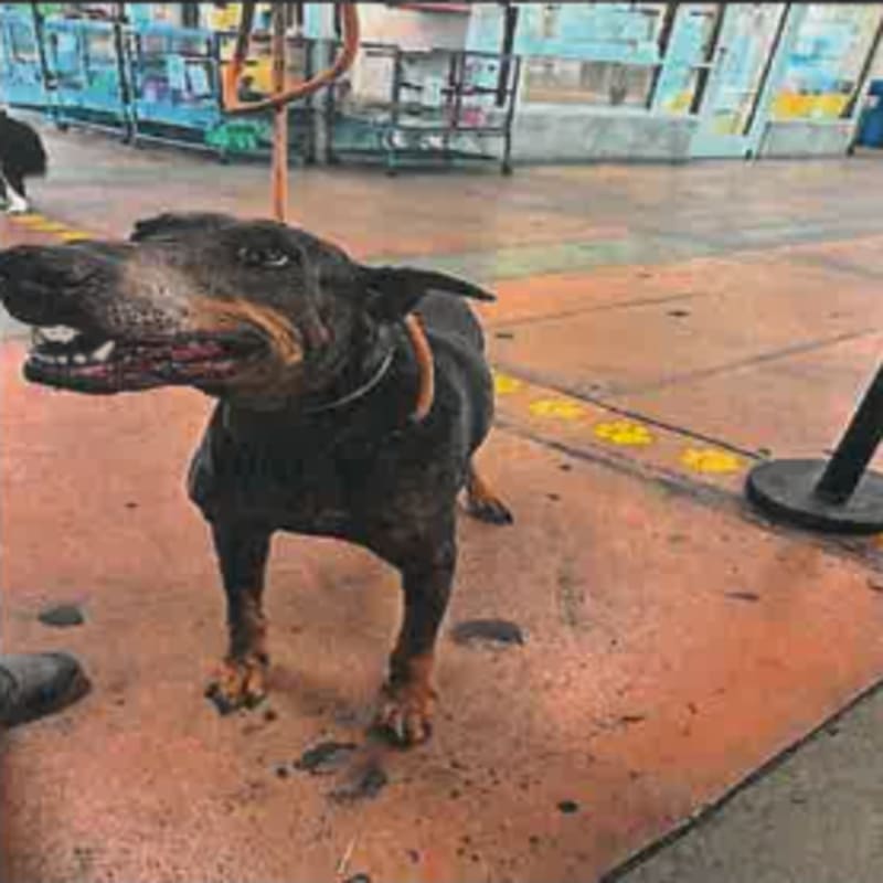 An image of Lilibeth. Lilibeth is a Pinscher, Doberman.