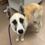 An image of Dolly. Dolly is a Husky/Shepherd.