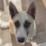 An image of Dolly. Dolly is a Husky/Shepherd.