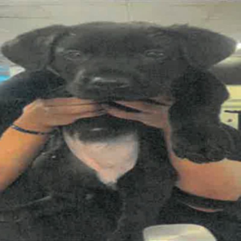 An image of Zoey. Zoey is a Retriever, Black Labrador.