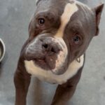 An image of Swag. Swag is a Terrier, Pit Bull.