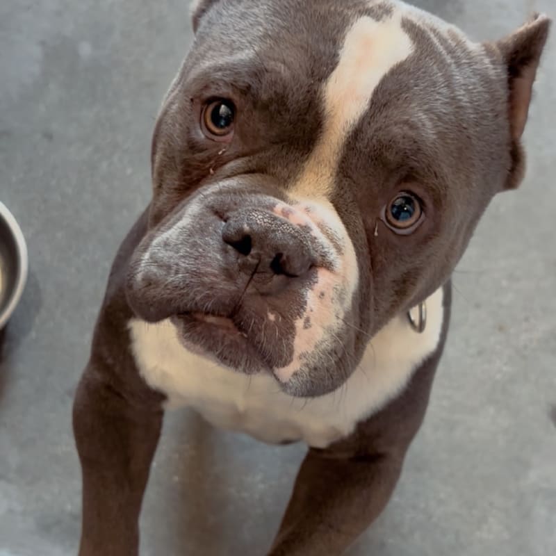 An image of Swag. Swag is a Terrier, Pit Bull.