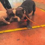 An image of Swag. Swag is a Terrier, Pit Bull.