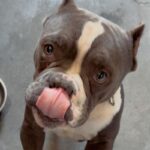 An image of Swag. Swag is a Terrier, Pit Bull.