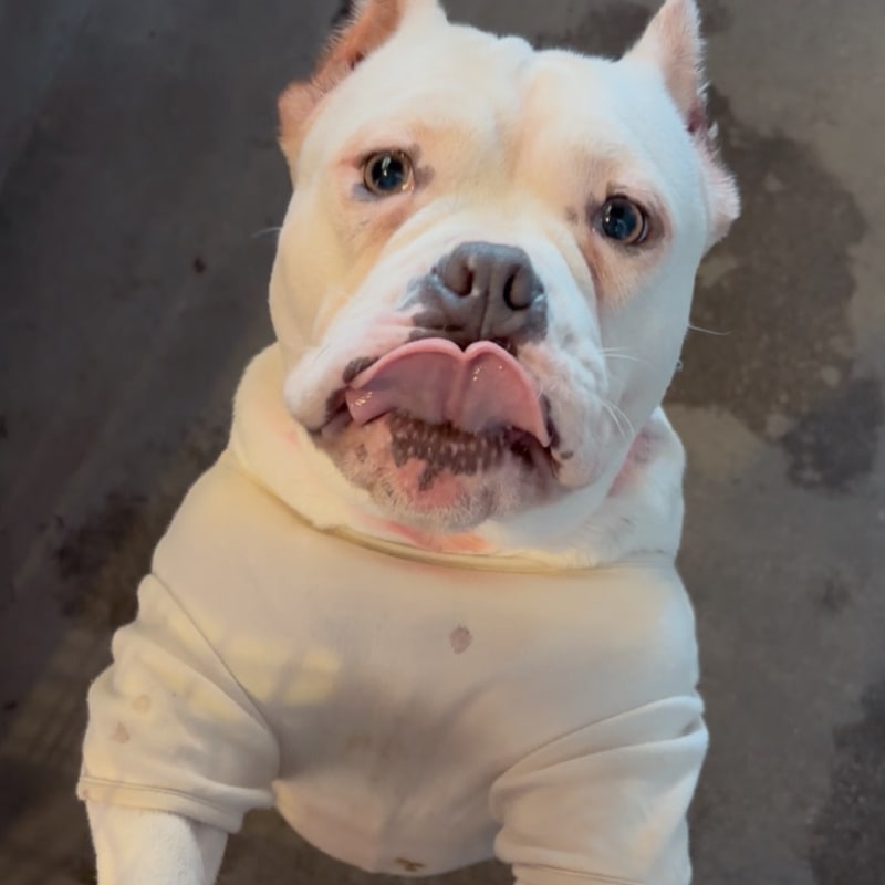 An image of Julez. Julez is a Terrier, Pit Bull.