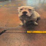 An image of Julez. Julez is a Terrier, Pit Bull.