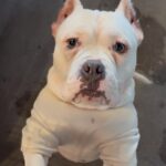 An image of Julez. Julez is a Terrier, Pit Bull.