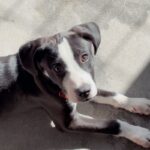 An image of Ozzy. Ozzy is a Mixed Breed (Medium).