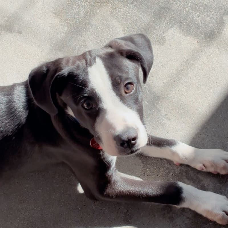 An image of Ozzy. Ozzy is a Mixed Breed (Medium).