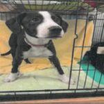 An image of Ozzy. Ozzy is a Mixed Breed (Medium).