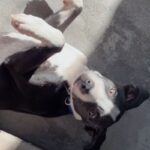 An image of Ozzy. Ozzy is a Mixed Breed (Medium).