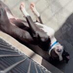 An image of Ozzy. Ozzy is a Mixed Breed (Medium).