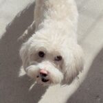 An image of Luna. Luna is a Mixed Breed (Medium)/None.