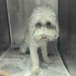 An image of Luna. Luna is a Mixed Breed (Medium)/None.