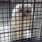 An image of Luna. Luna is a Mixed Breed (Medium)/None.