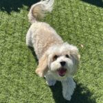 An image of Beesly. Beesly is a Spaniel, Cavalier King Charles/Bichon Frise.