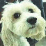 An image of Beesly. Beesly is a Spaniel, Cavalier King Charles/Bichon Frise.