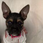 An image of Britney. Britney is a Terrier.