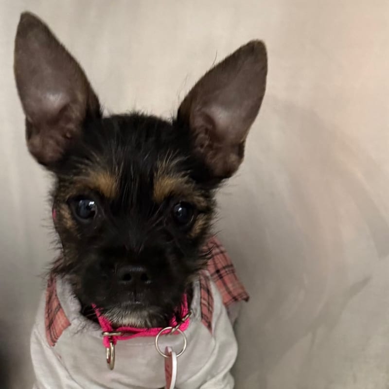 An image of Britney. Britney is a Terrier.