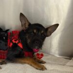 An image of Christina. Christina is a Terrier.