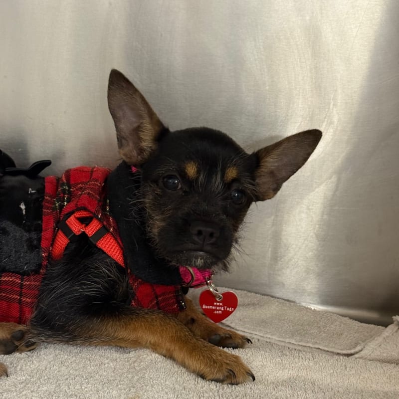 An image of Christina. Christina is a Terrier.